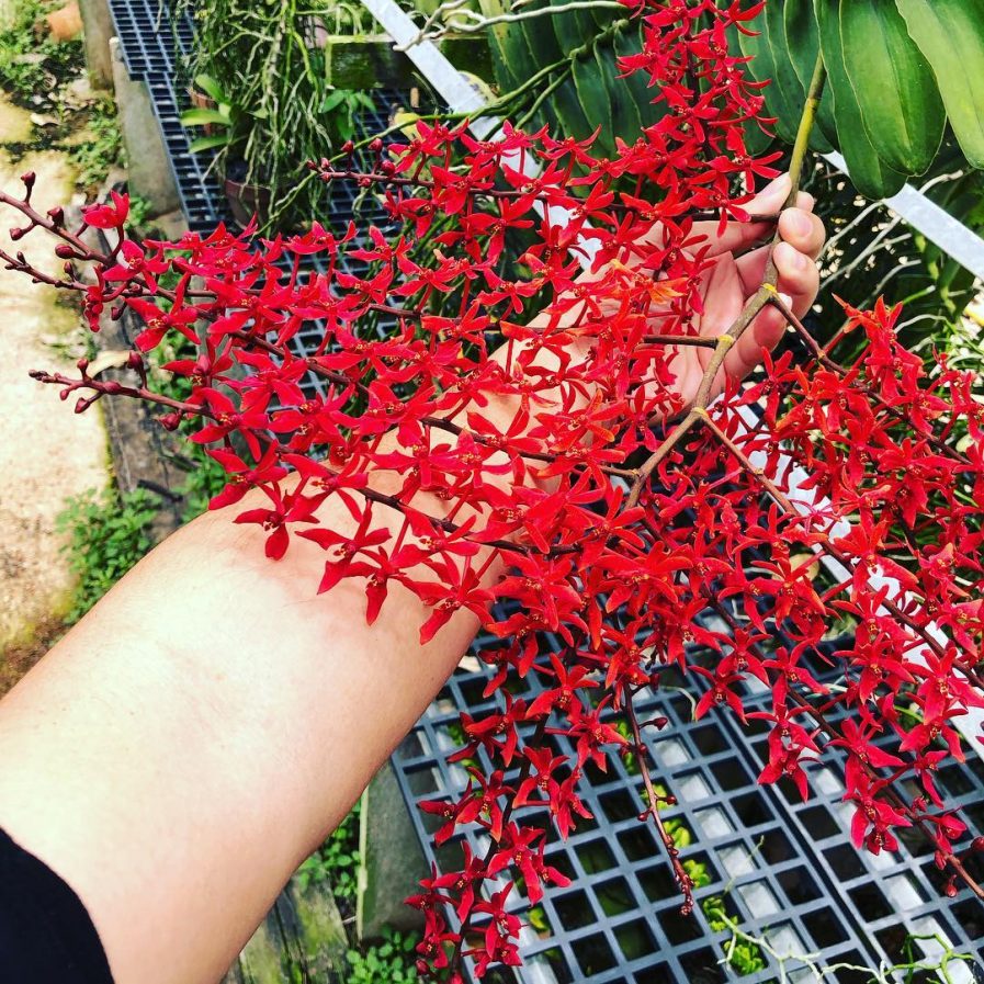 Red Fiery Renanthera Singaporeans (1997)