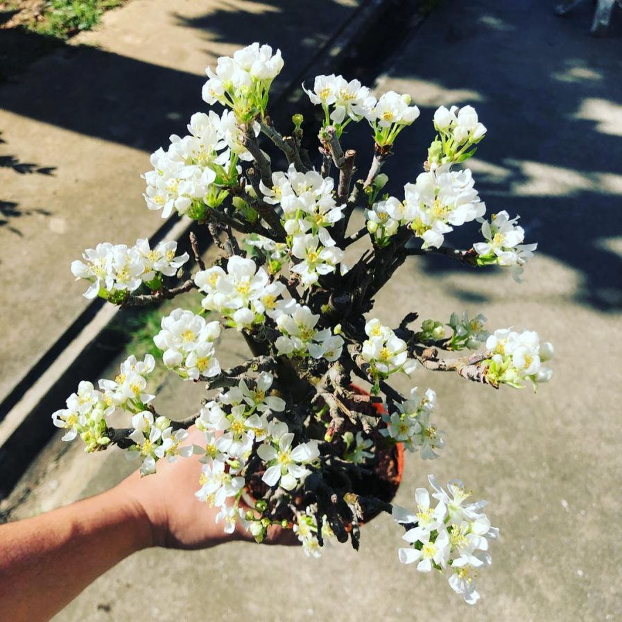 Fragrant Apple Tree