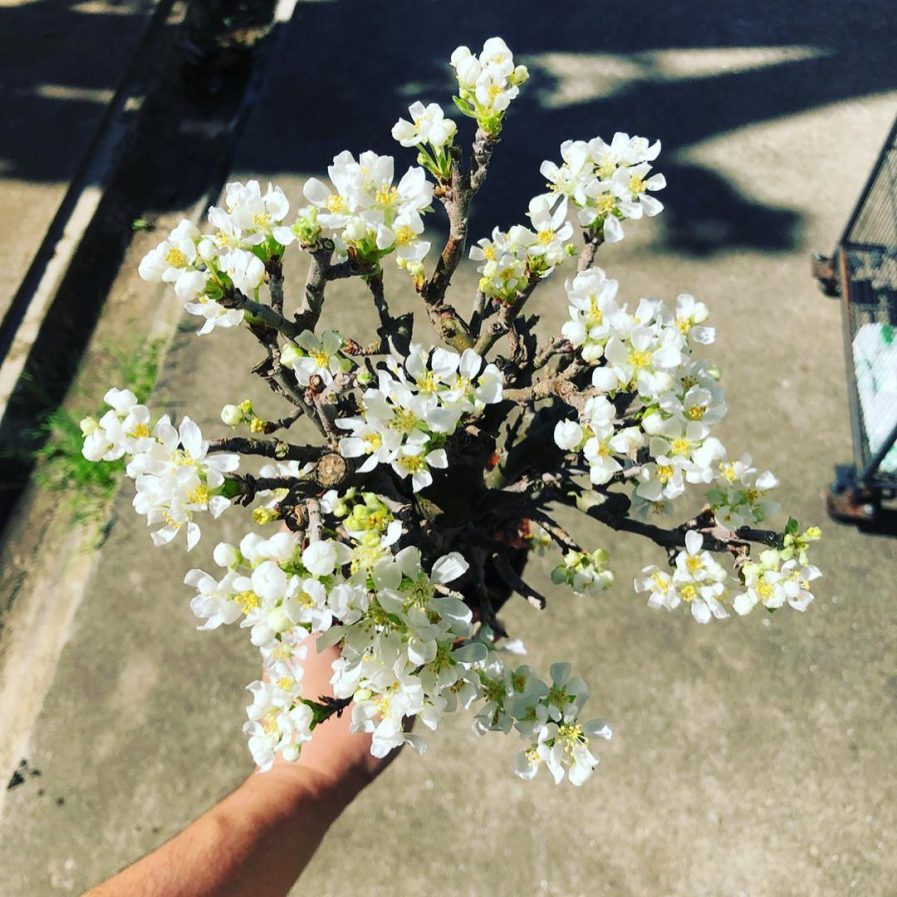 Fragrant Apple Tree