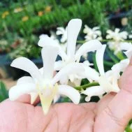 Aeridachnis Bogor (1967) “Apple Blossoms”