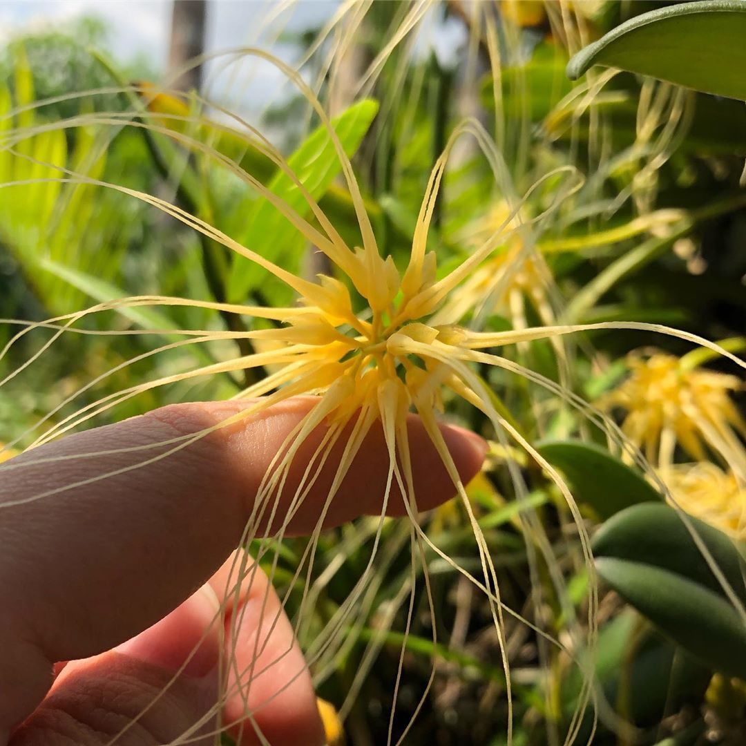 Bulbophyllum vaginatum