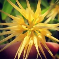Bulbophyllum vaginatum