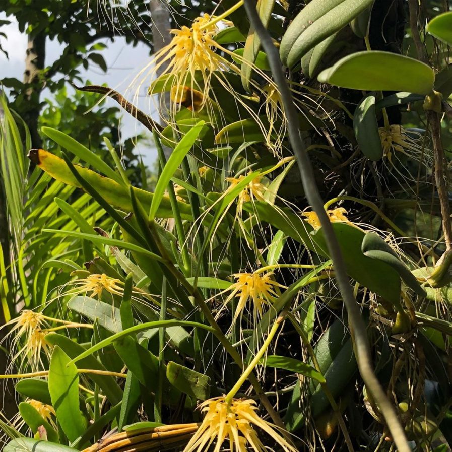 Bulbophyllum vaginatum