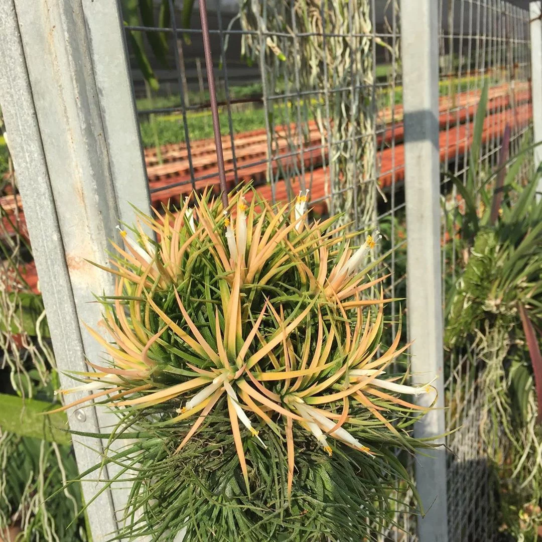 Tillandsia Ionantha Orangy “Druid” Clump