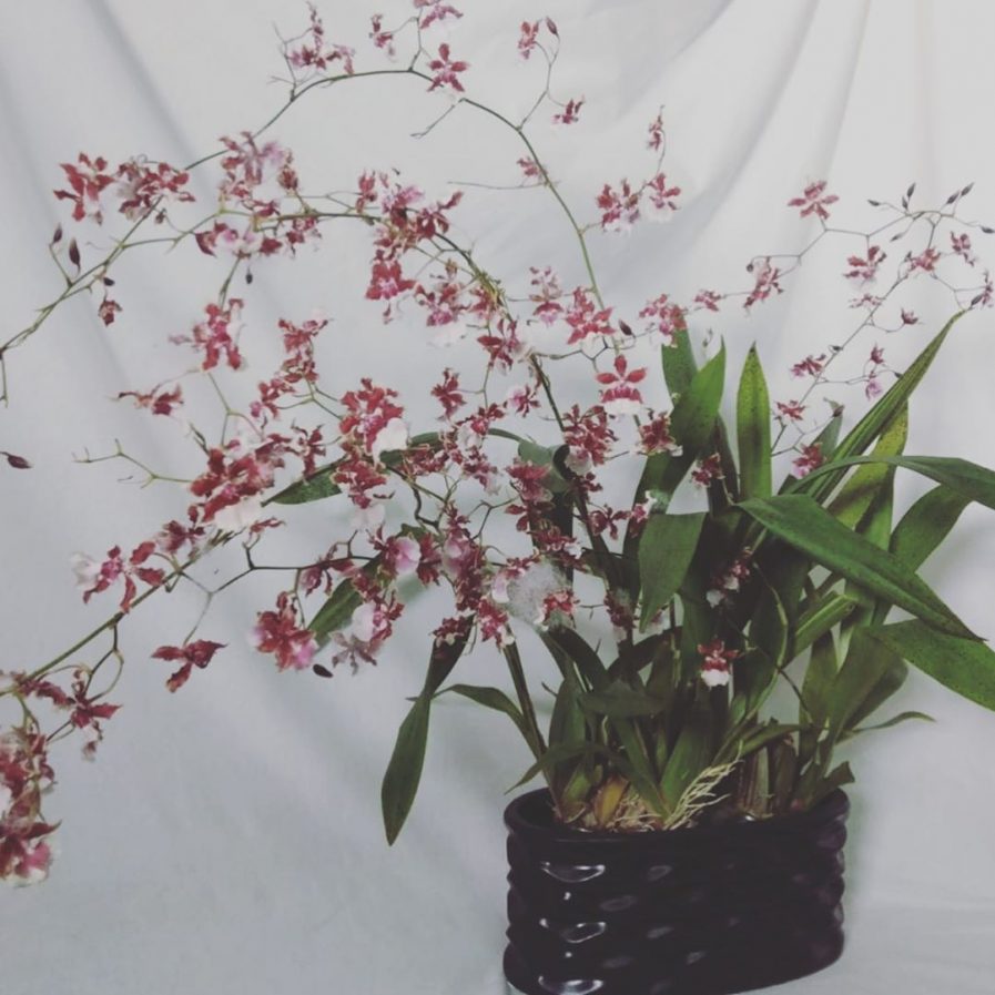 Oncidium Sharry Baby