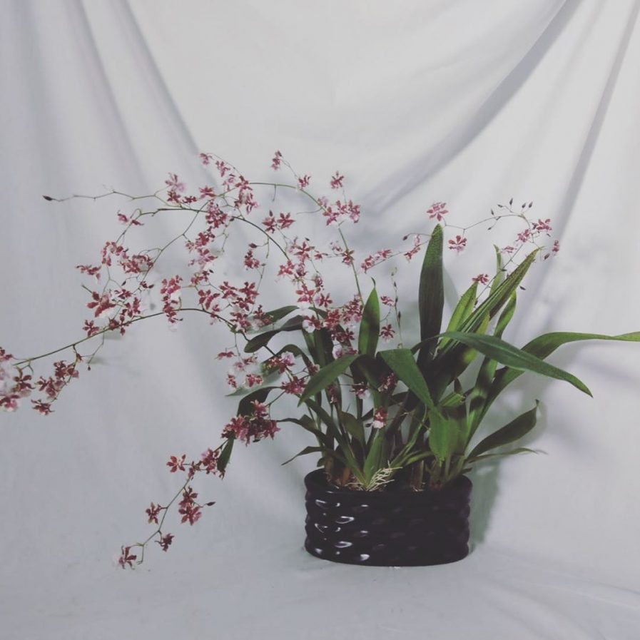 Oncidium Sharry Baby