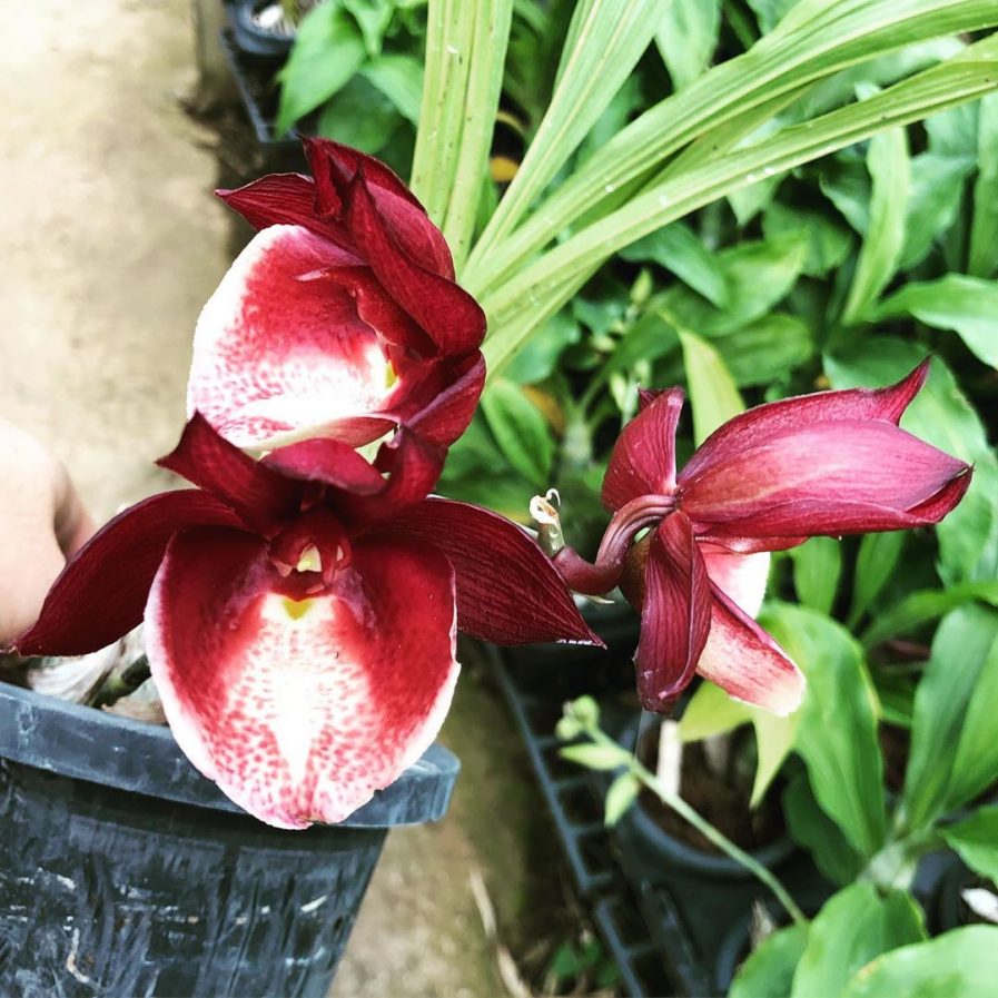 Catesetum tenebrosum hybrid