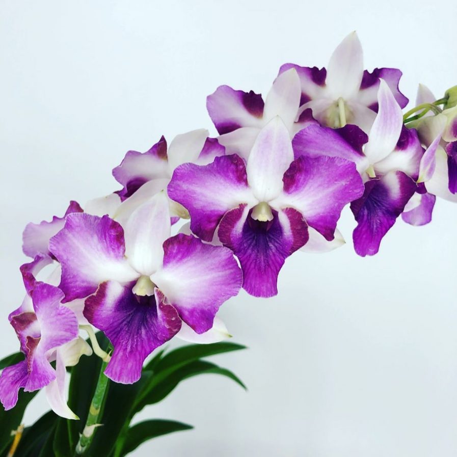 Dendrobium King Dragon hybrid