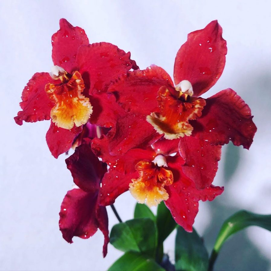 Odontoglossum Red