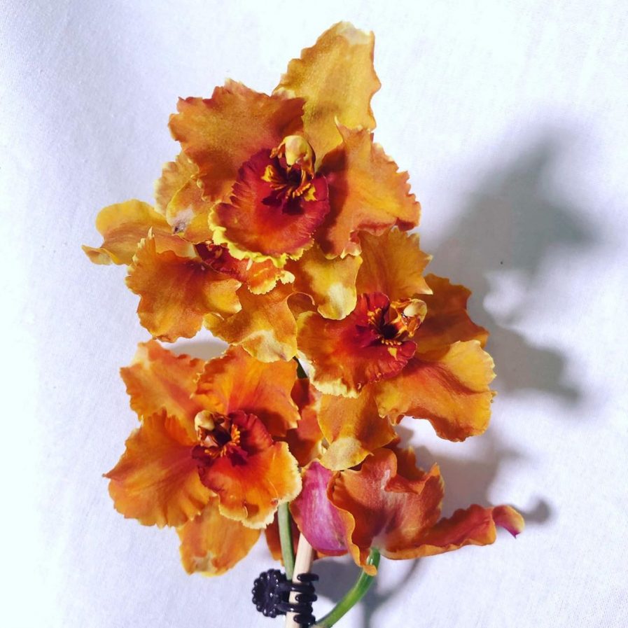 Odontoglossum Orange