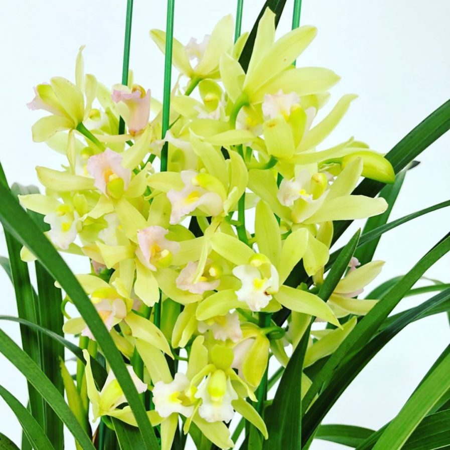 Green Cymbidium ensifolium hybrid