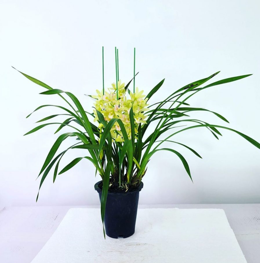 Green Cymbidium ensifolium hybrid