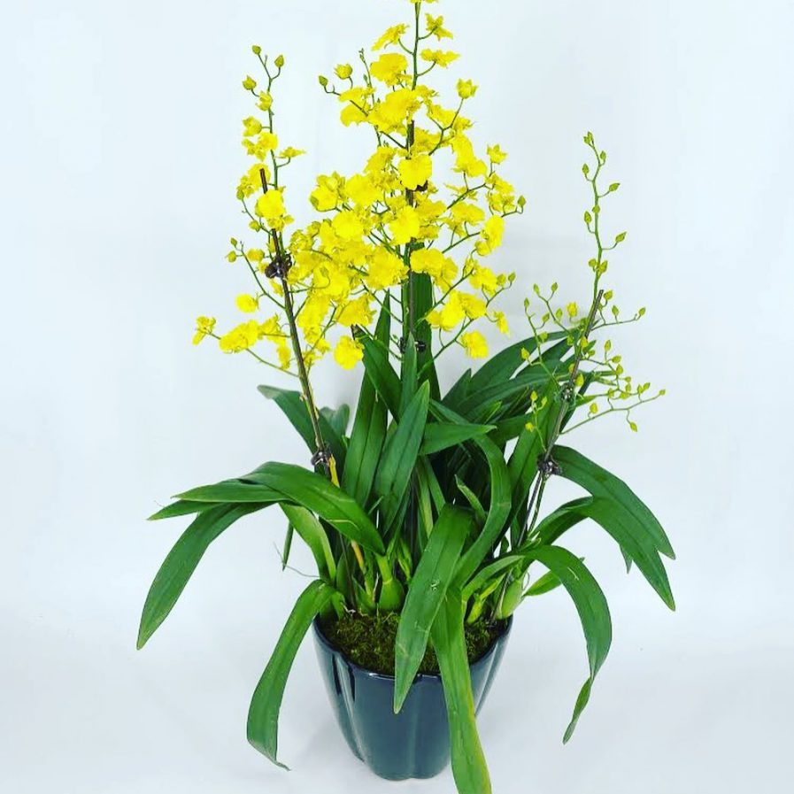 Oncidium Lemon Heart