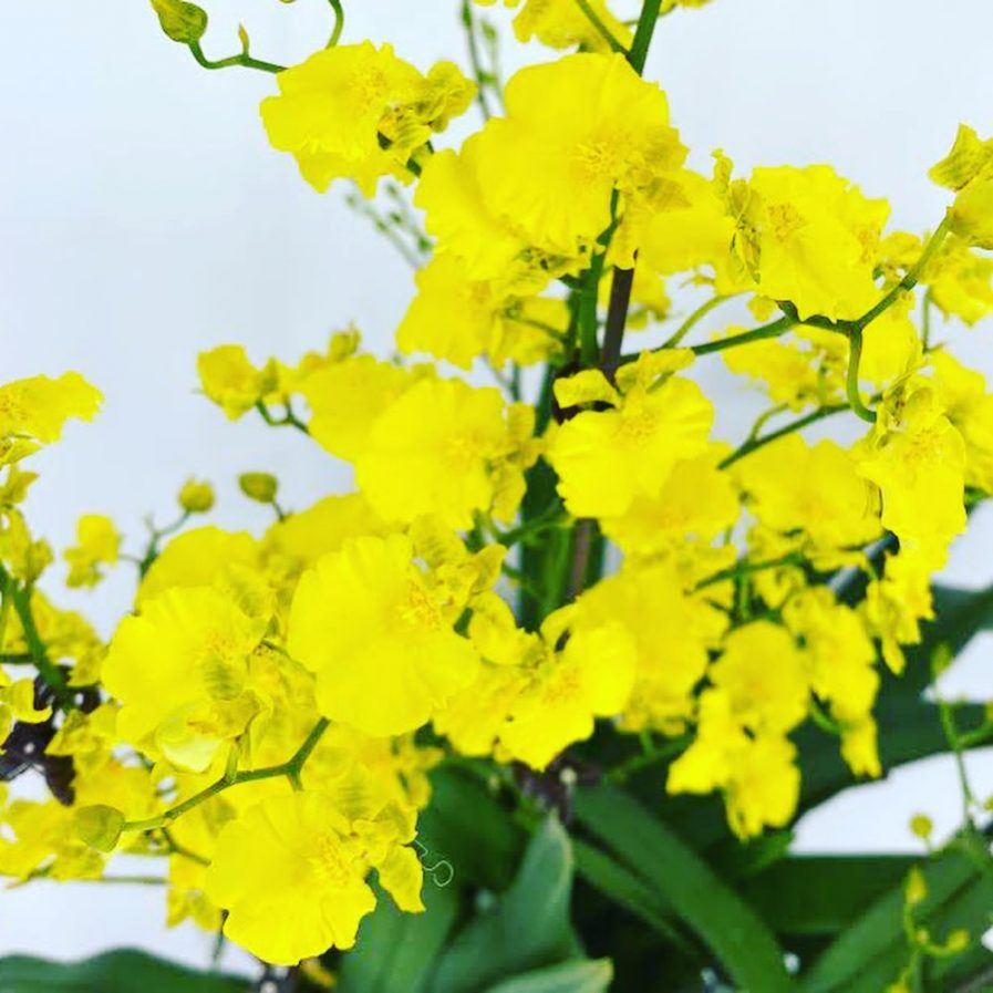 Oncidium Lemon Heart