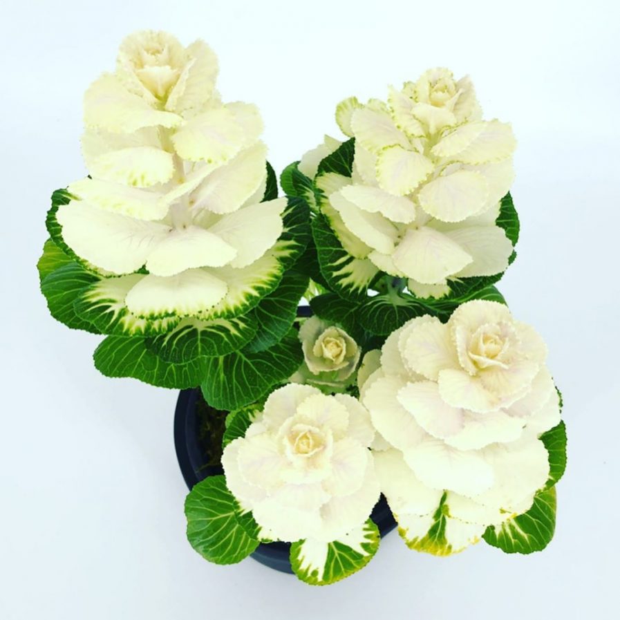 Korean Cabbage Flower