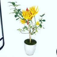 Citrus medica