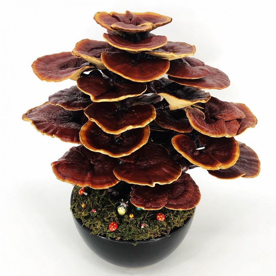 Ganoderma (Lingzhi) Bonsai