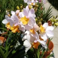 Papilaenopsis Hao Xiang Ni Hybrid