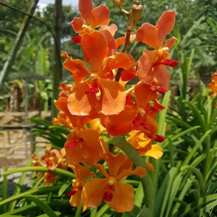 Mayara Mandai Sunlight