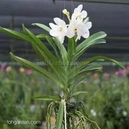 Vanda New Muangthong