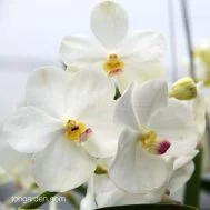 Vanda New Muangthong