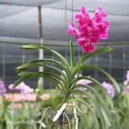 Vanda Pure Wax