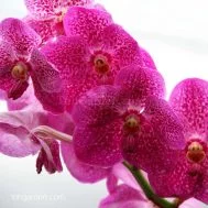 Vanda Pure Wax