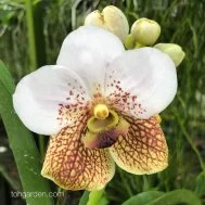 Vanda sanderiana hybrids