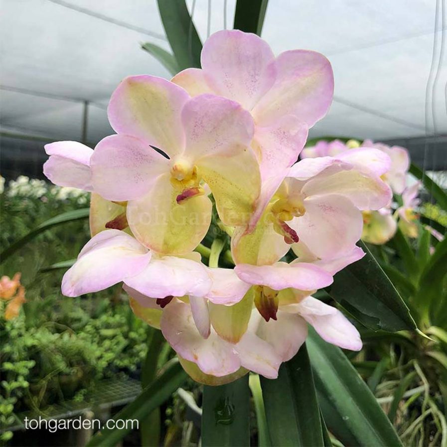 Vanda Yellow Butterfly