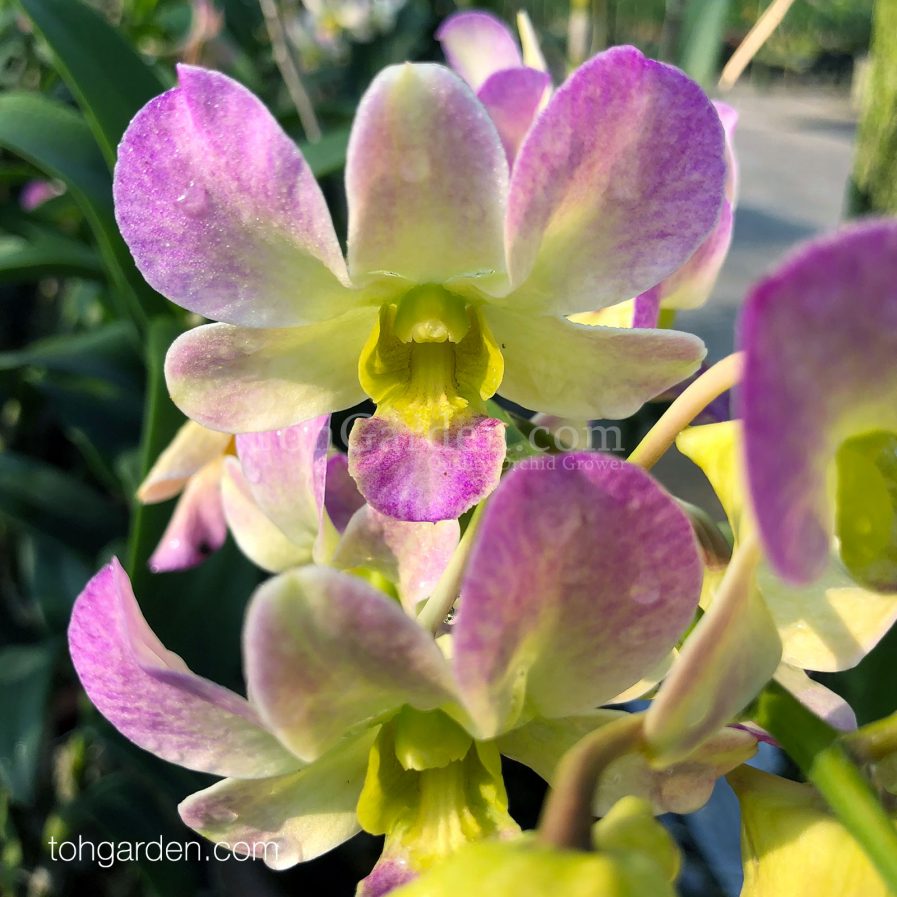 Dendrobium Yamamoto Hybrid