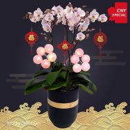 2020 CNY Special Pink Phalaenopsis Orchid