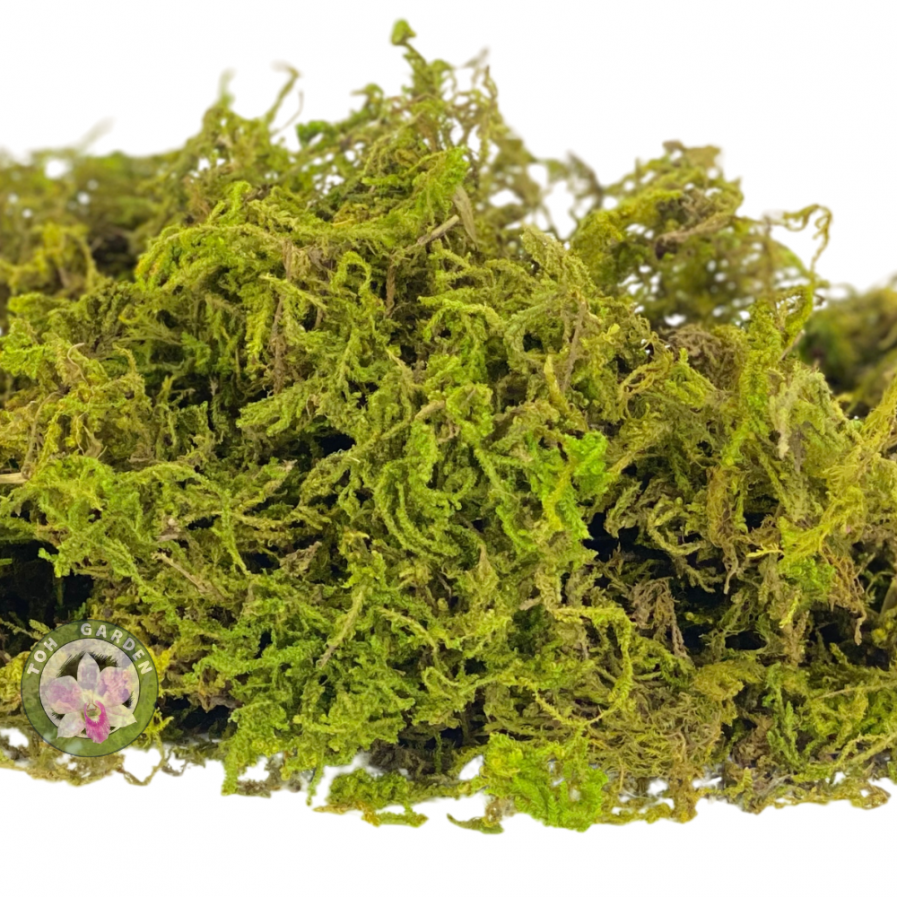 Artificial Flower Dried Reindeer Moss