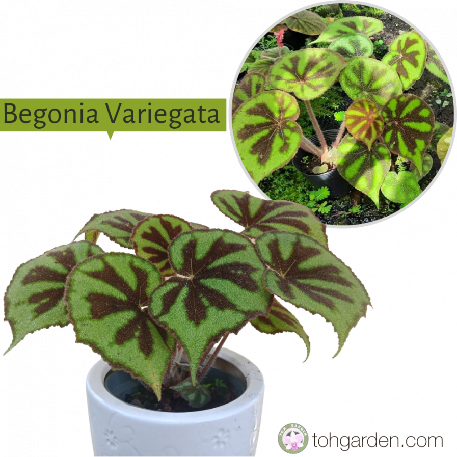 Begonia Variegata