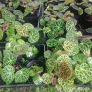 Begonia Melanobullata