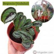 Begonia Dinhduii