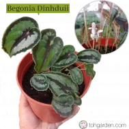 Begonia Dinhduii
