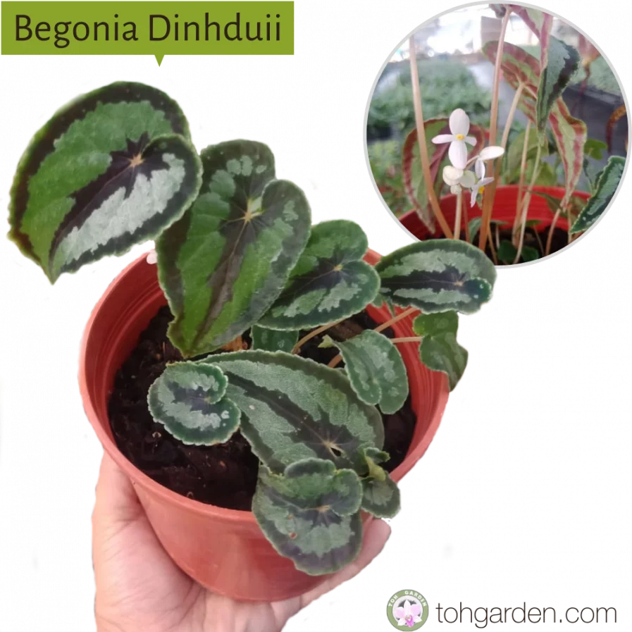 Begonia Dinhduii