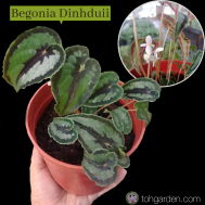 Begonia Dinhduii