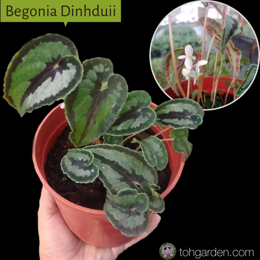 Begonia Dinhduii