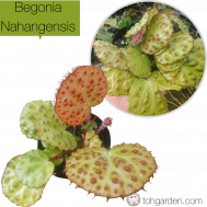 Begonia Nahangensis