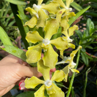 Vanda Goh Keng Swee Orchid Crystal