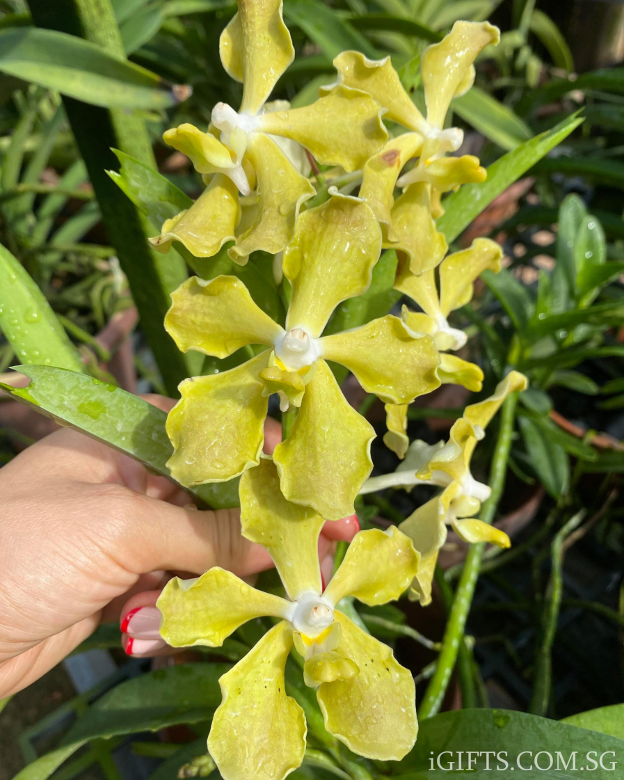 Vanda Goh Keng Swee Orchid Crystal