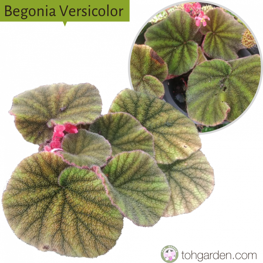 Begonia Versicolor