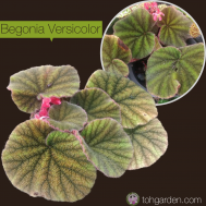 Begonia Versicolor
