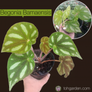 Begonia Bamaensis