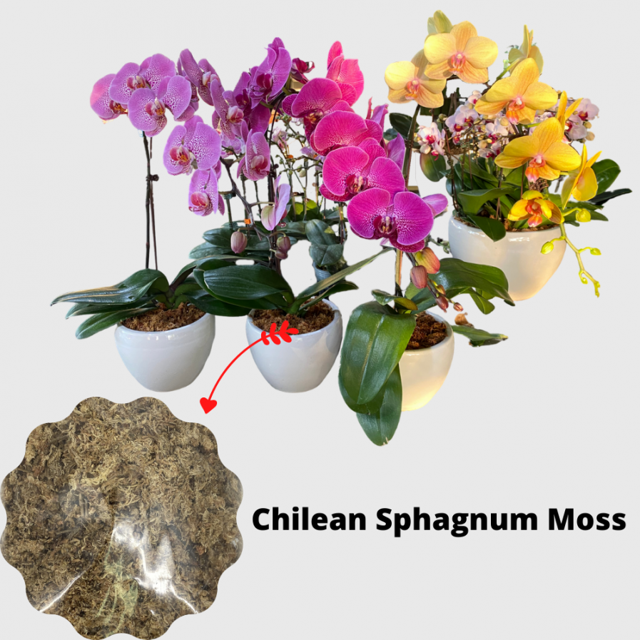 Chilean Sphagnum Mossv