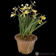 Brassocattleya Yellow Bird (3 in 1)