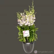 Dendrobium Lucian Pink (6 in 1)