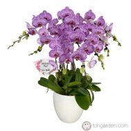 Phalaenopsis Candy Stripe (7 in 1)