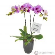 Phalaenopsis Pink (3 in 1)